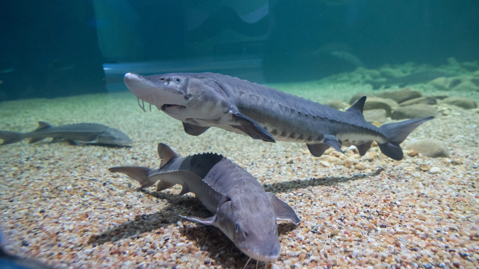 Georgia Aquarium Explorers Cove interactive exhibit with lake sturgeon touch pool